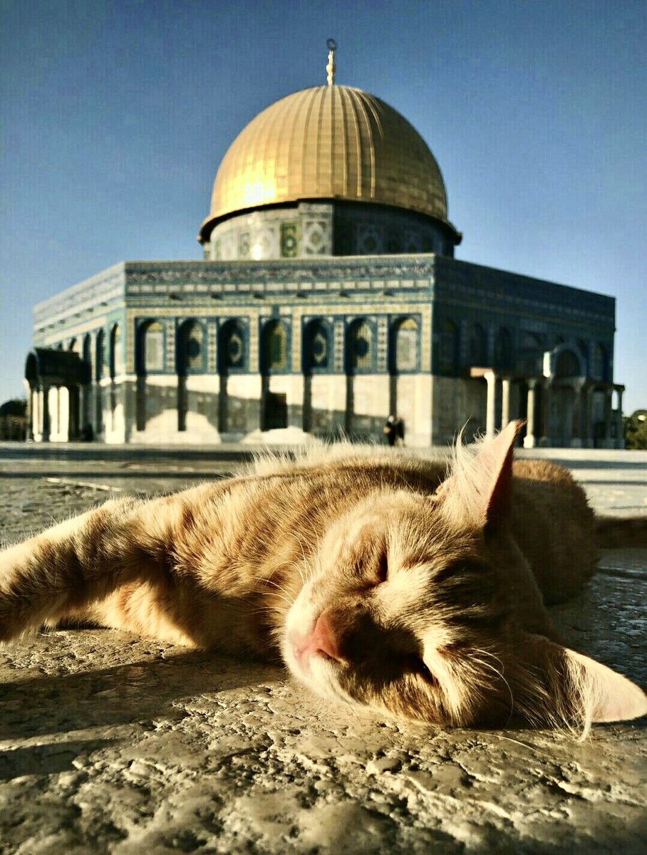 Cats are revered animals in Islam & considered the quintessential pet