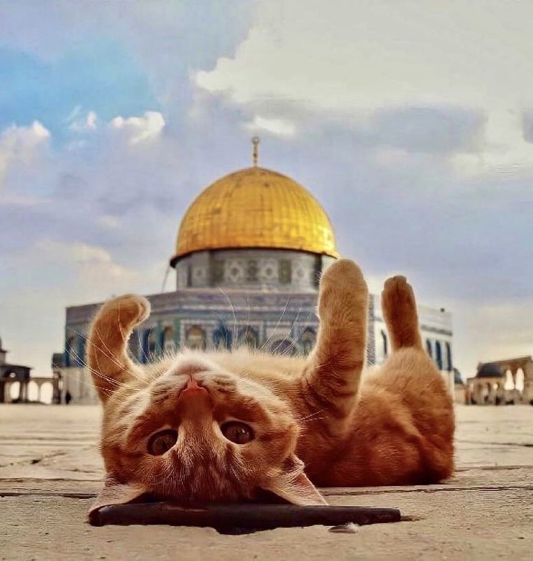 Bayt Al Fann on Twitter "Cats are revered animals in Islam & considered the quintessential pet