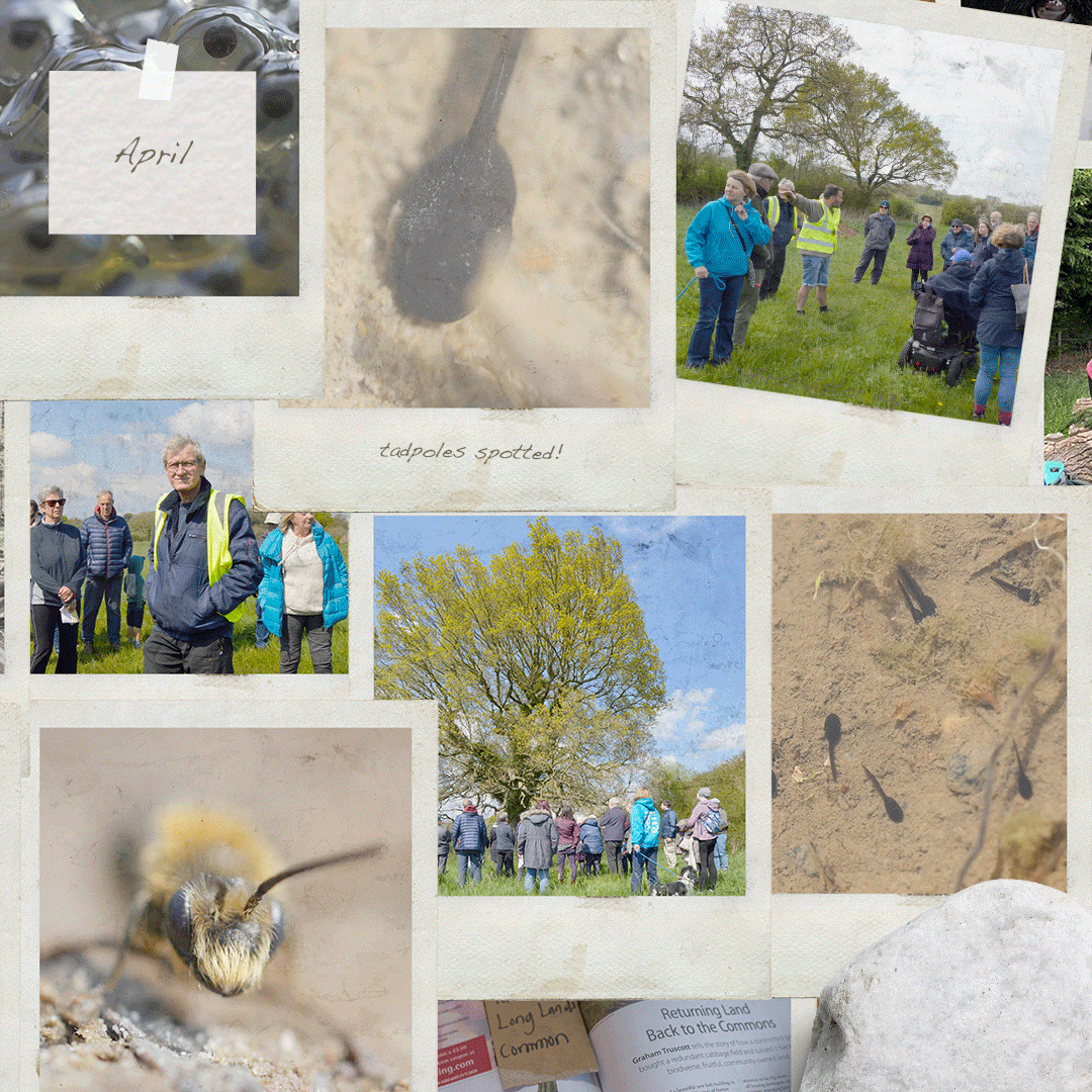 edfclee's tweet photo. This is Long Lands Common - Year 2 - a community that stopped a road, bought the land (2,853 members) and are now making a nature reserve for all to enjoy.
Proud to be involved.
@longlandscommon #harrogate #rewilding #natureserve #volunteer #longlandscommon https://t.co/0jydANImsM
