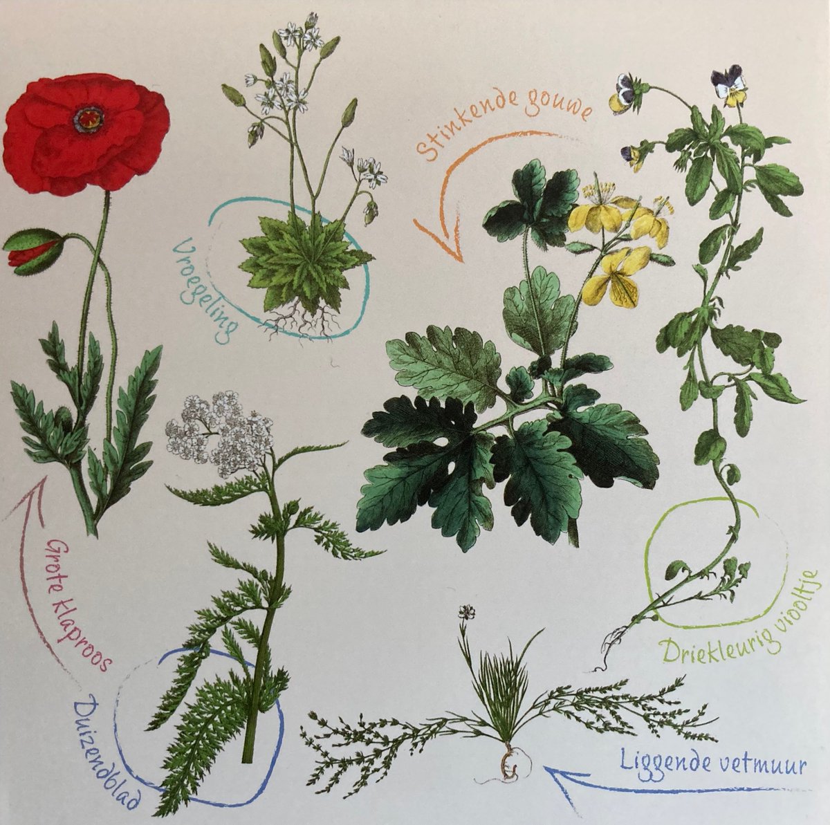 ton denters (@urbane_natuur) on Twitter photo Beste wensen voor 'n mooi & bloemrijk 2023. Best wishes for a wonderful <a href="/morethanweeds/">Morethanweeds</a> year. Beste wensen voor 'n mooi & bloemrijk 2023. Best wishes for a wonderful <a href="/morethanweeds/">Morethanweeds</a> year.