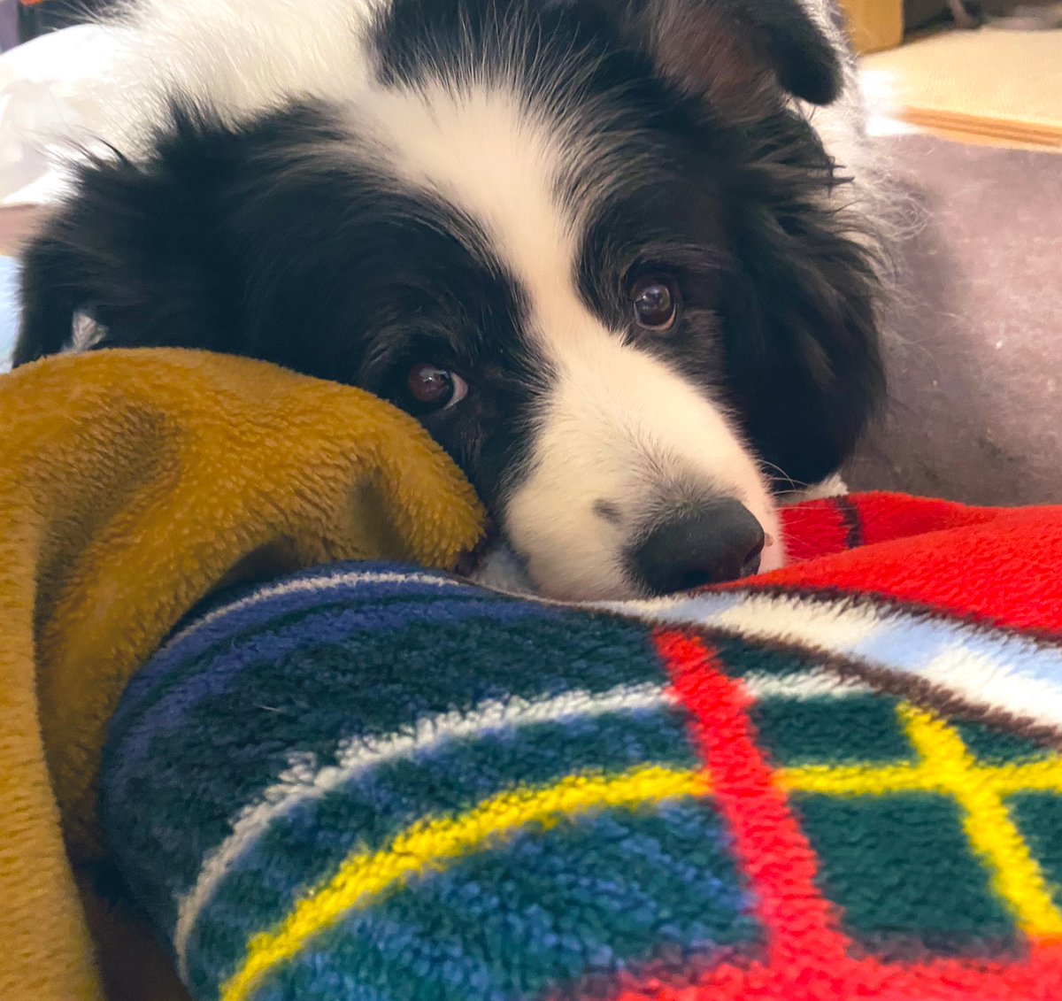 HpGnk's tweet photo. 今年もあと数時間✨
ルゥ、ロキ、レムもみんな元気に年越せそうです🥰
今年は、お家にいる事が多かったけど、お庭で沢山遊んだりしたね(*^^*)
来年は、もう少しお出かけしたいな👀
あと、投稿ももう少し増やしたい😂
2022年もありがとう💓 https://t.co/MjaHoIAQCL