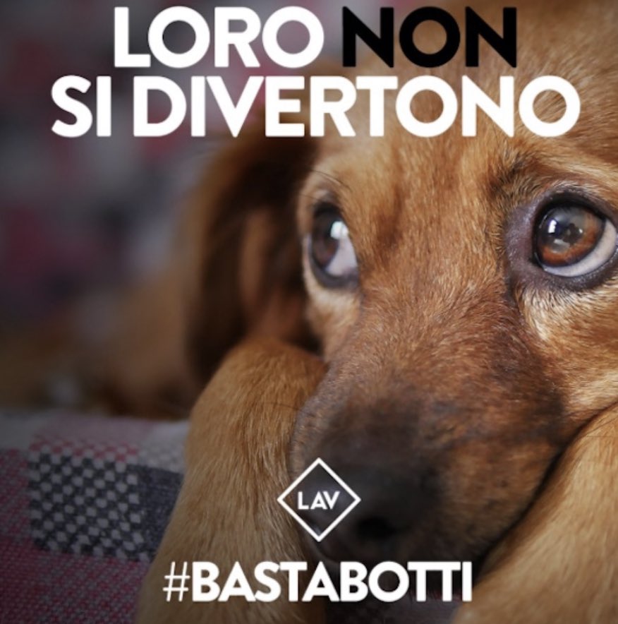 glfelicetti's tweet photo. Ogni anno la solita storia. In attesa di una Legge, che Governi e Parlamenti non trovano il tempo di fare, un pó di Sindaci vietano i #botti di #Capodanno Noi @LAVonlus @LAVSediLocali ci proviamo 365 giorni l’anno a far capire che questo, per sempre, è buon senso #bastabotti https://t.co/wI1s8JbKdA