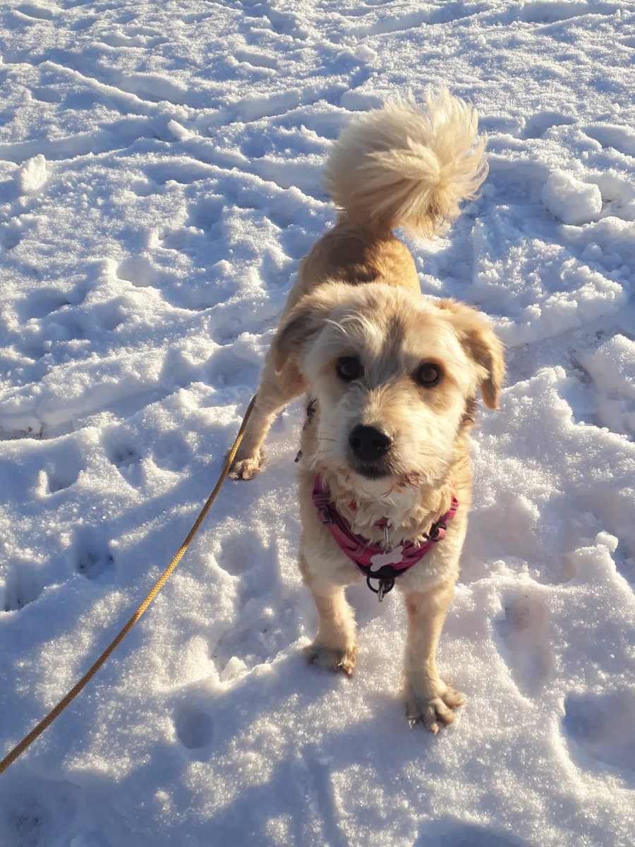 Lola is doing really well in fact she’s the best she’s been for a very long time .
Still having chemo every 8 weeks but responding really well ❤️
#meningoencephalitis #nevergiveup
<a href="/EvermoreDog/">EverMore Dog Rescue</a>  <a href="/siriusanimalre1/">Sirius Animal Rescue</a>
