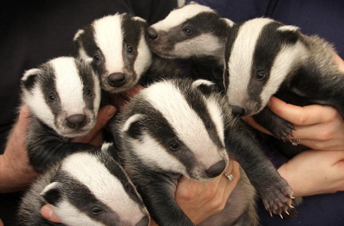 ArtyBagger's tweet image. And many badgers are celebrating the newly knighted icon that is Sir Brian May. 💖 Bit of a corking honours list this year.