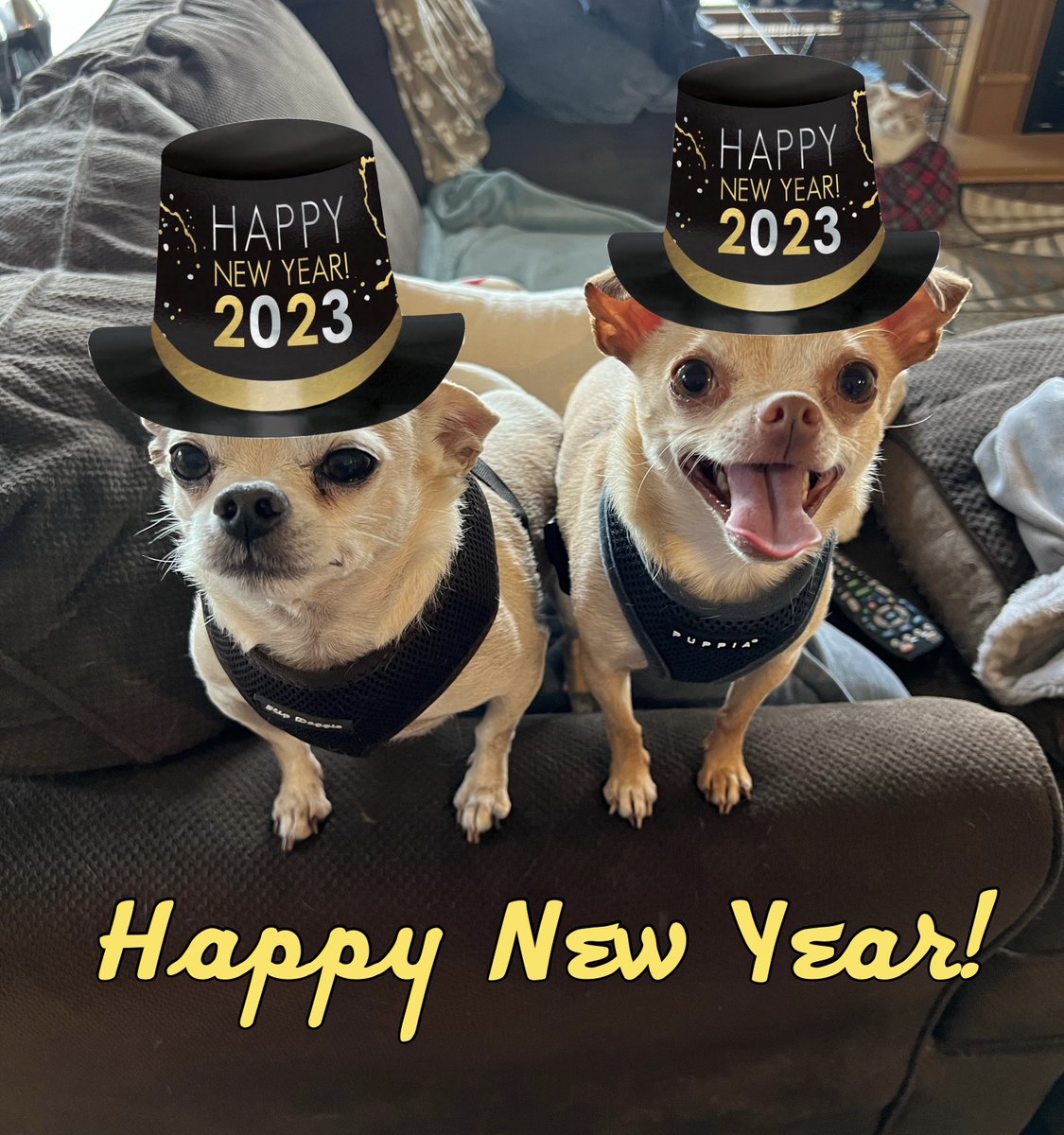 Carlos_Barks's tweet photo. Hope everyone has a safe night tonight and a Happy New Year to all! 🥂🍾🎉🥳🐾 https://t.co/cSlF4AIWfu