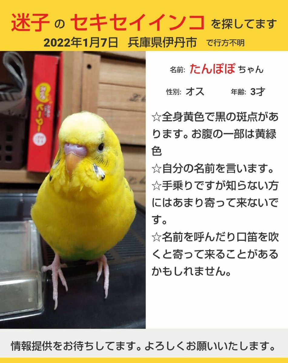 JGMG0RRKpfW6Re1's tweet photo. たんぽぽを迷子にさせてしまってからもうすぐ１年になります。未だ何も情報はありませんが、どこかで保護され大切にしていただけていたら嬉しいです。引き続き拡散お願いいたします。本年はご協力ありがとうございました。来年も何卒よろしくお願いいたします。 https://t.co/CGWiN6d0xs