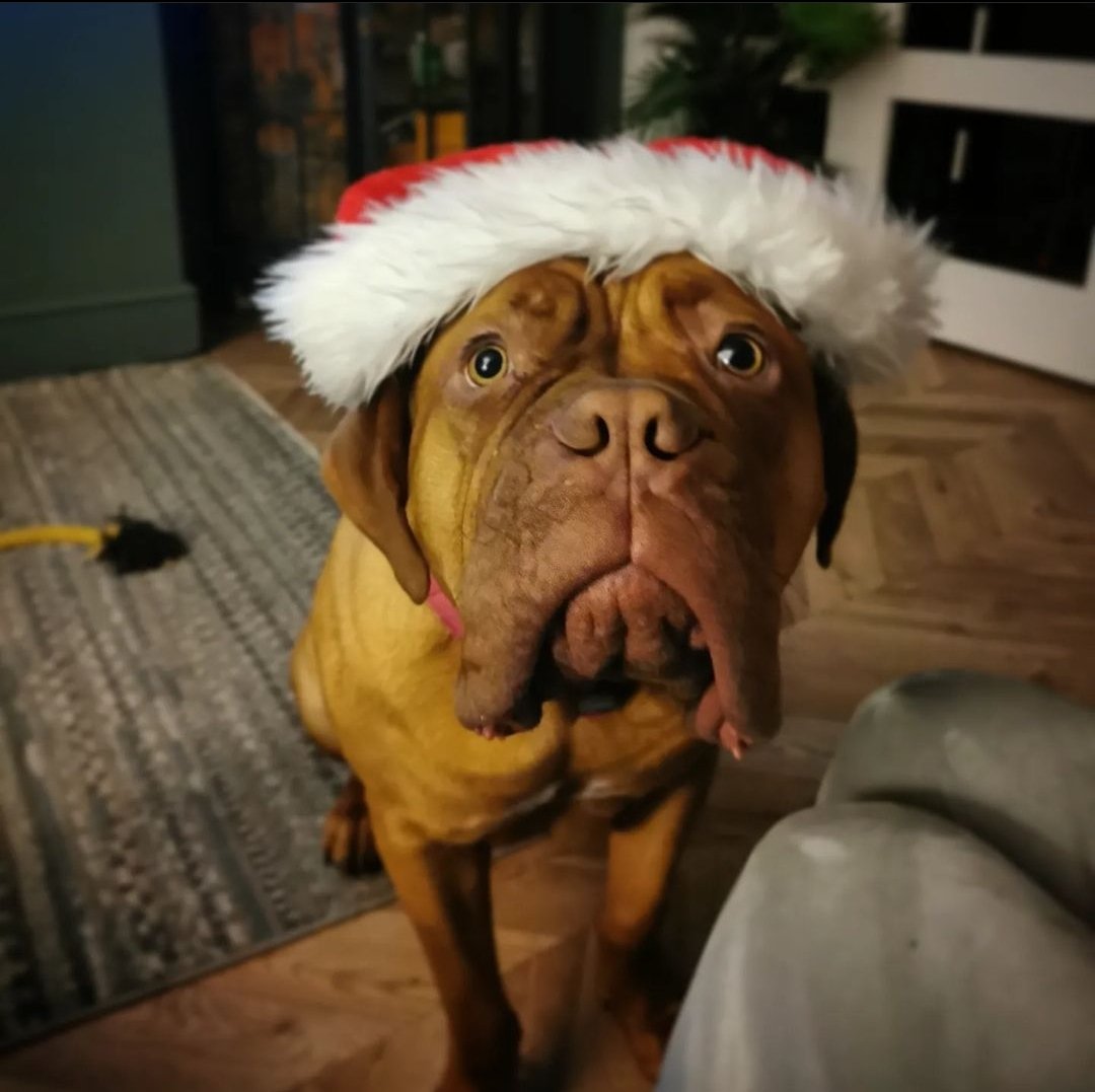 NicolaCockram's tweet photo. Ready to pawty the night away! 
#doguedeBordeaux #dogsoftwitter #dogslife https://t.co/UYyYSaO0s1