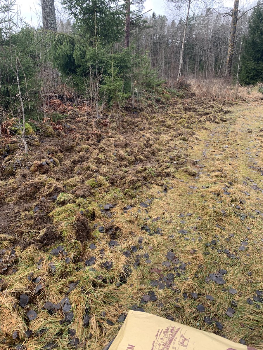 De är inte lite fräcka, mitt framför tornet. 🐗🔫