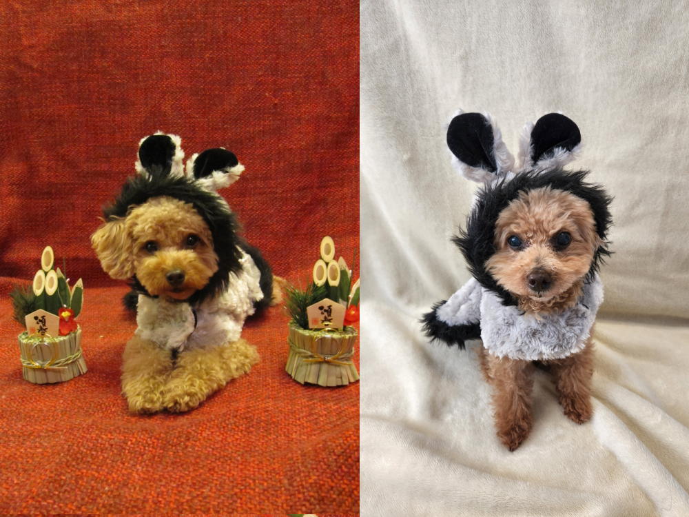 🐇服１２年ぶりに来てみました。左は１２年前１歳の時です。
来年もよろしくお願いしますね！