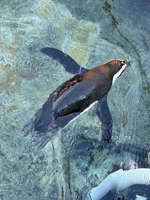 花鳥園楽しかったです 