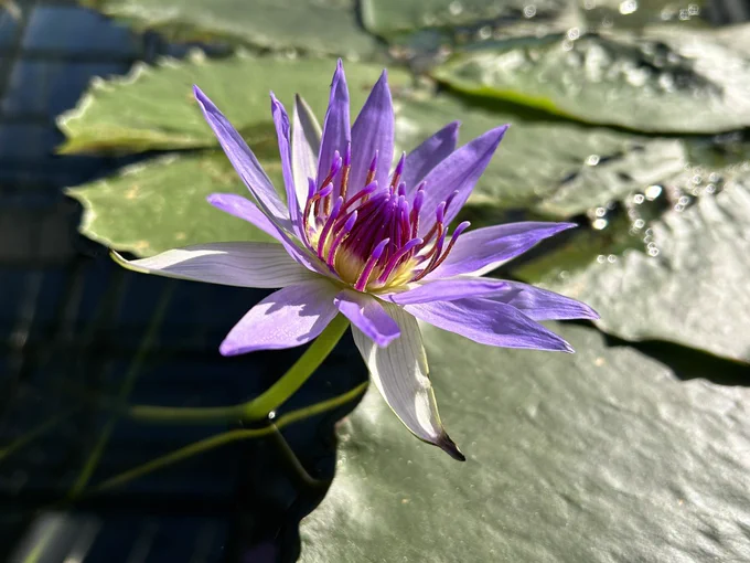 花鳥園楽しかったです 