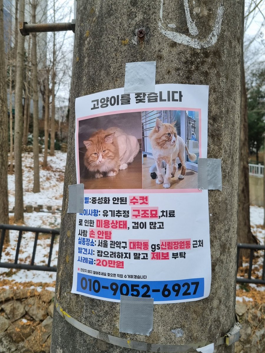 진저 실종11일째... 오늘도 제보 들어온 곳을 가보았지만 진저는 없었다...그리고 진저 이름 개명하고 싶다 임보자가 지어준 이름이라서... 미신이지만 이름 바꾸면 진저가 올 거 같아서....ㅜㅜ 어차피 진저 자기 이름 알아들을만큼 임보자가 불러주지도 않았고....ㅜㅜ