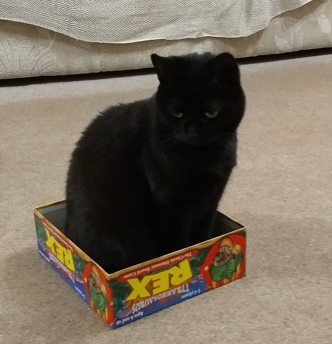 LtchworthCircle's tweet photo. @michaelscat2 This is Mitzi. She loves an unattended box https://t.co/Ui4uOiTGdH