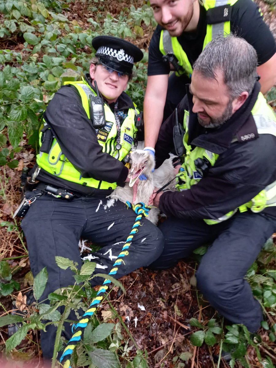 bedspolicerural's tweet photo. You can never say you've done it all in this job.
We've received a call from public to a rea running loose. Withing few minutes culprit was located and detained.  It's now safely on its way home. What an end to our year #DidYouCatchThisSwanYet ? #ruralpolicing https://t.co/2ZEkdKd2MT