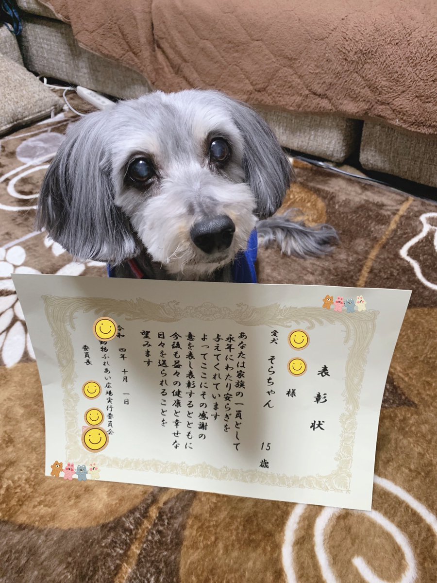 srsrtmk's tweet photo. 老犬そらの日常

先日動物病院に行ったときに
15歳の表彰状を頂きました😍

まだまだ元気で長生きしてほしい

#老犬　＃シニア犬　＃15歳
#ダックスミックス
＃表彰 https://t.co/M8yImL5jRv