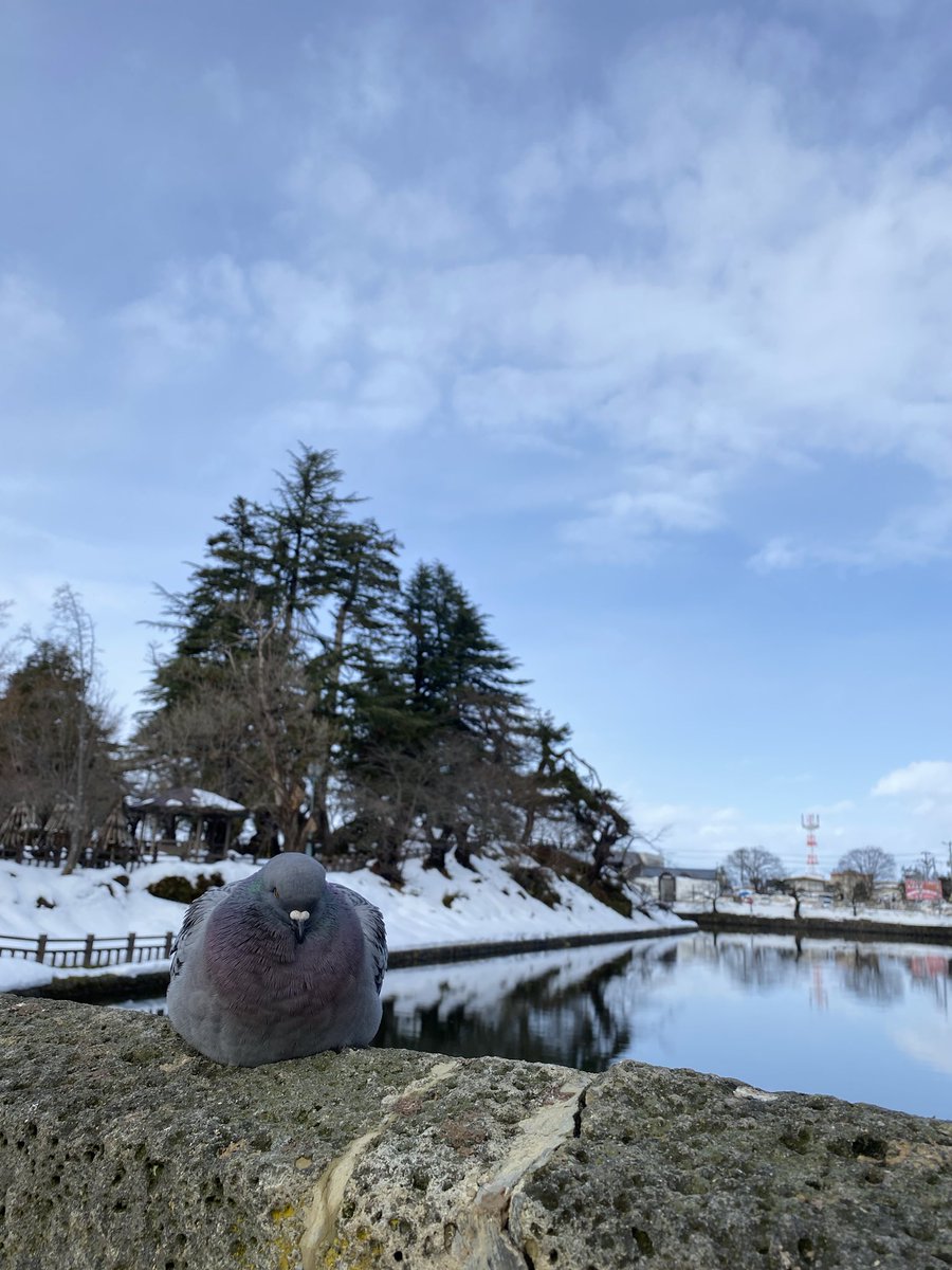 寒くてハトもこもこだった

良いお年を