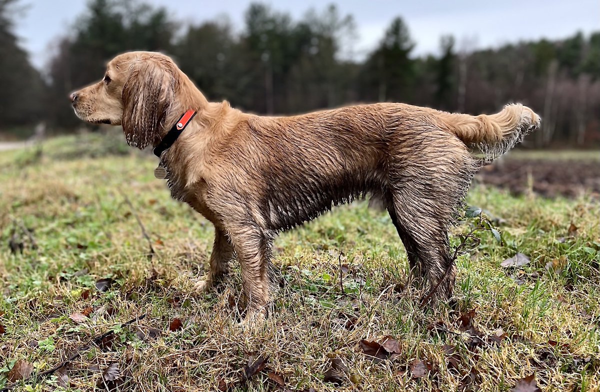 OllyWCS's tweet photo. What do you mean I can walk home? Think again Daddy. #bogdog https://t.co/jan6u4BbGR