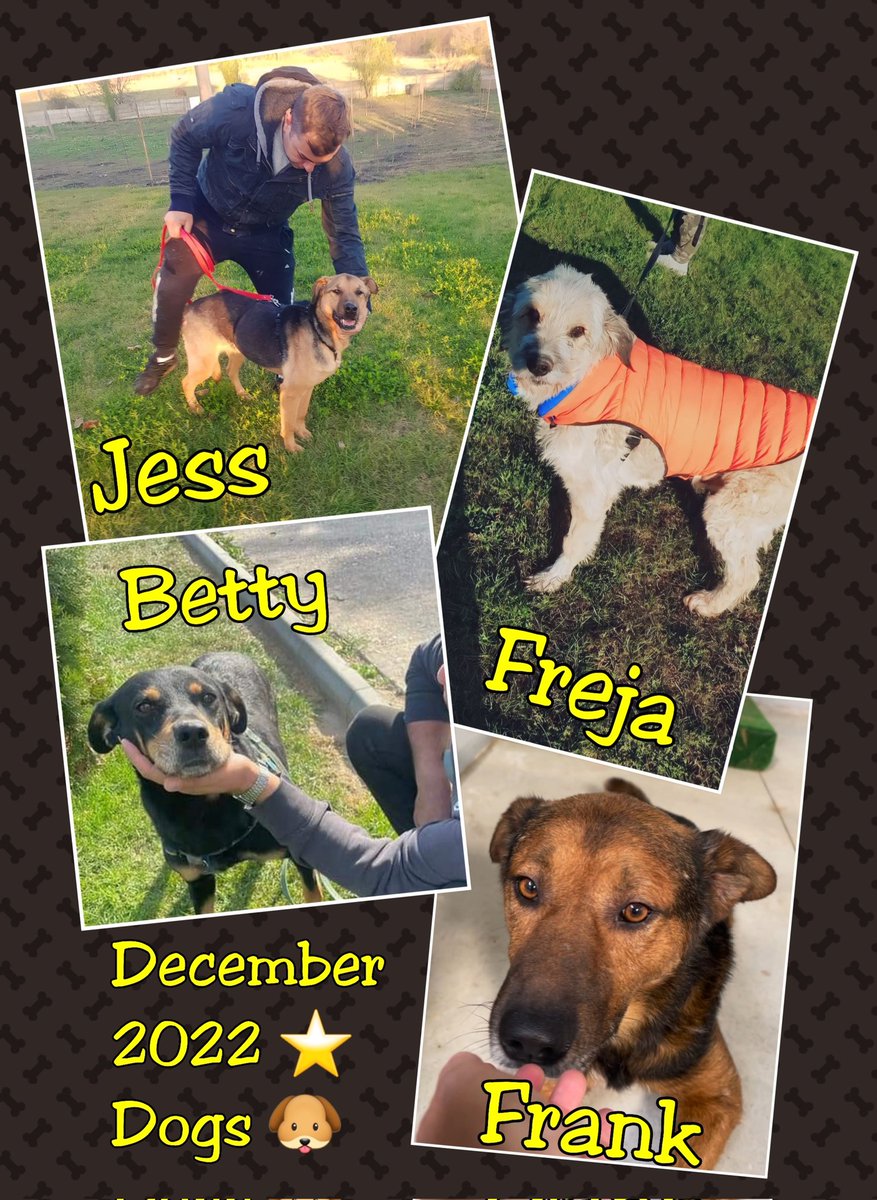 SaveAKSDog's tweet photo. #December2022 โญ๏ธ #RescueDog s ๐ถ
Please retweet for #Homes ๐ for.....
#Jess #Freja #Betty #Frank #Casper #Bruno #Oliver #Raldo #Wilson #Jenson #Smokey #Dennis #Paddington #Cassie #Badger
* Pls note: #Polo is now adopted * ๐ฅณ
Happy New Year !
#Dog #dogsarelove #Caturday https://t.co/uUKZt5hQCA