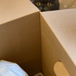 Photo by Hadley Rates Boxes (@HadleyCat)