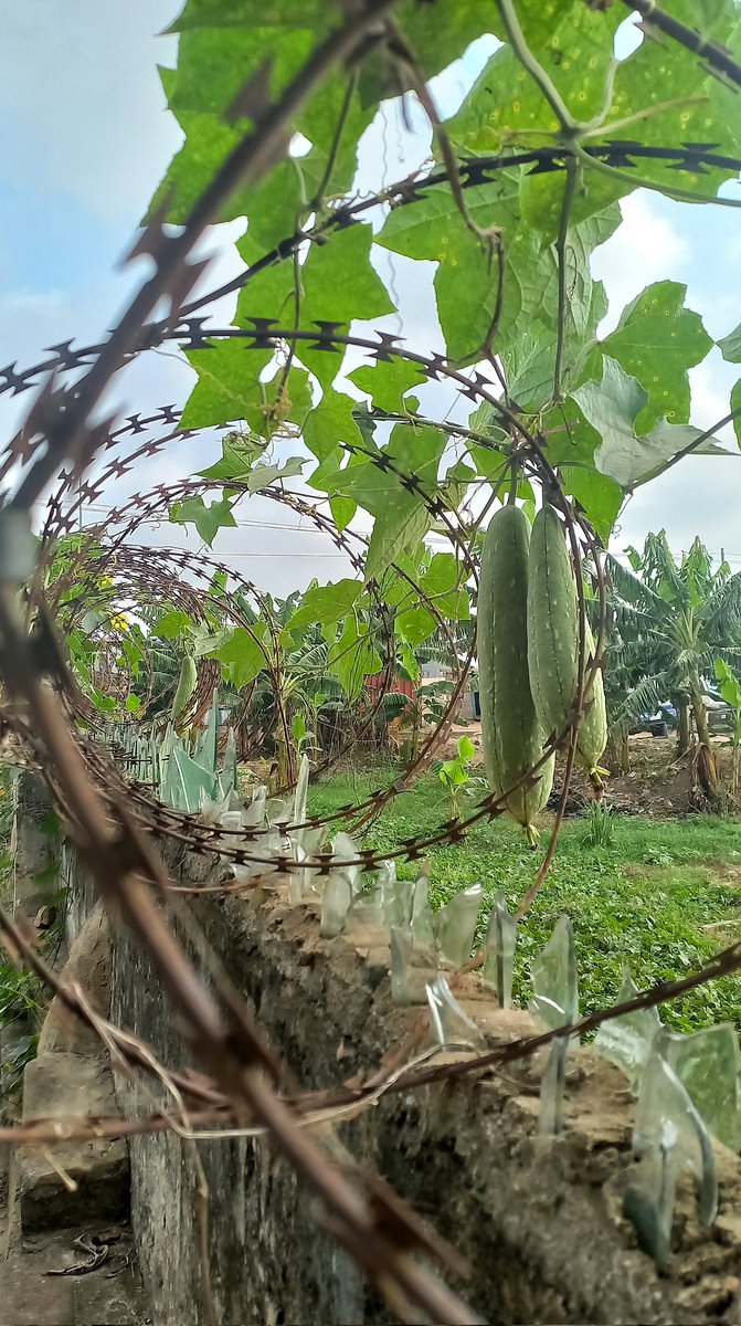 EvolvingVintage's tweet image. What can I say, we ended December on a good note. 😊

2022 was a year of recovery from burn out, and finding new passions. I feel rested and ready for the new year.

Grateful for all the highs and thankful the lows didn't break my spirit 😌

#Decemberdump