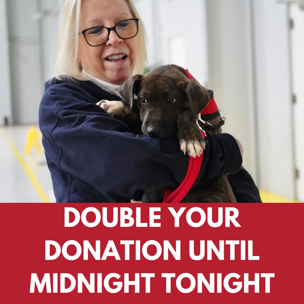 TheSatoProject's tweet photo. All donations received by MIDNIGHT TONIGHT will be MATCHED until we receive $100,000!  We are less than $10,000 away from our goal. Can you help us rescue more satos in 2023? Please donate now at https://t.co/D48jSW5Bq4. 
#satostrong #rescue #doubleyourimpact https://t.co/dQhk1K6j03