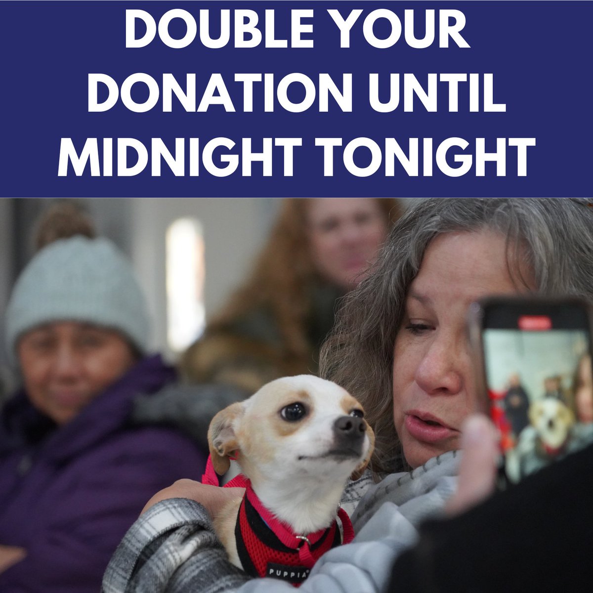 TheSatoProject's tweet photo. All donations received by MIDNIGHT TONIGHT will be MATCHED until we receive $100,000!  We are less than $10,000 away from our goal. Can you help us rescue more satos in 2023? Please donate now at https://t.co/D48jSW5Bq4. 
#satostrong #rescue #doubleyourimpact https://t.co/dQhk1K6j03
