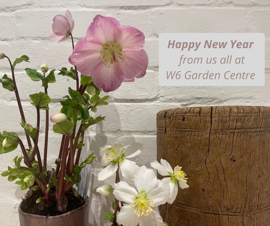 #Heresto2023 #HappyNewYear to you all; thank you for your ongoing custom &amp; support in 2022. Have a wonderful time whatever you do &amp; we look forward to seeing you soon in 2023. Peace, Love &amp; Plants from Louise &amp; the  W6 Team 💚 #happy2023 #newyearnewleaf #w6gardencentre