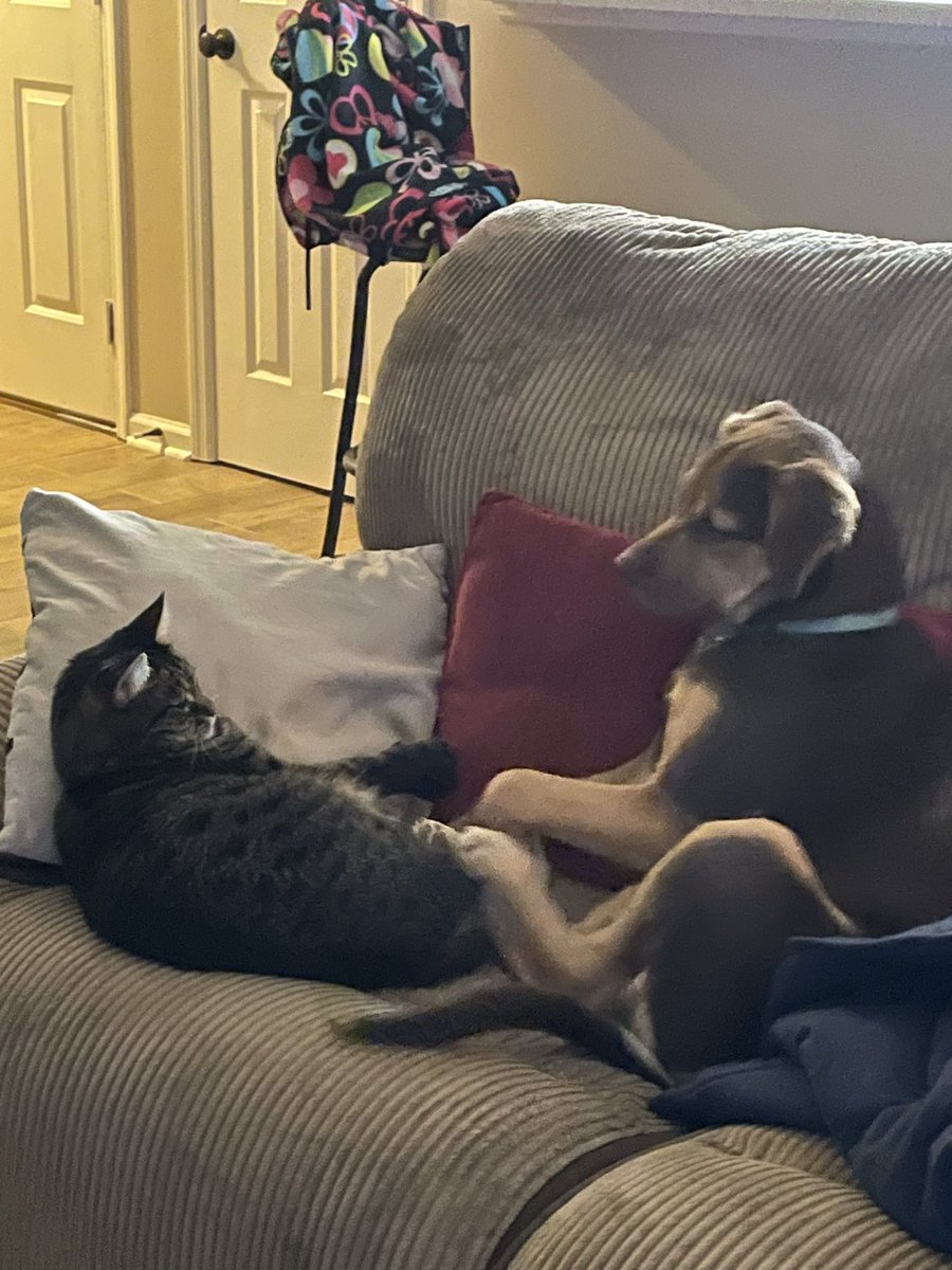 samifriel's tweet photo. @latkedelrey Adopted sister dogs (now 6 months) and already have a 3 year old tabby named Gutierrez. They are the three Best friends https://t.co/EPdiBWvv5A