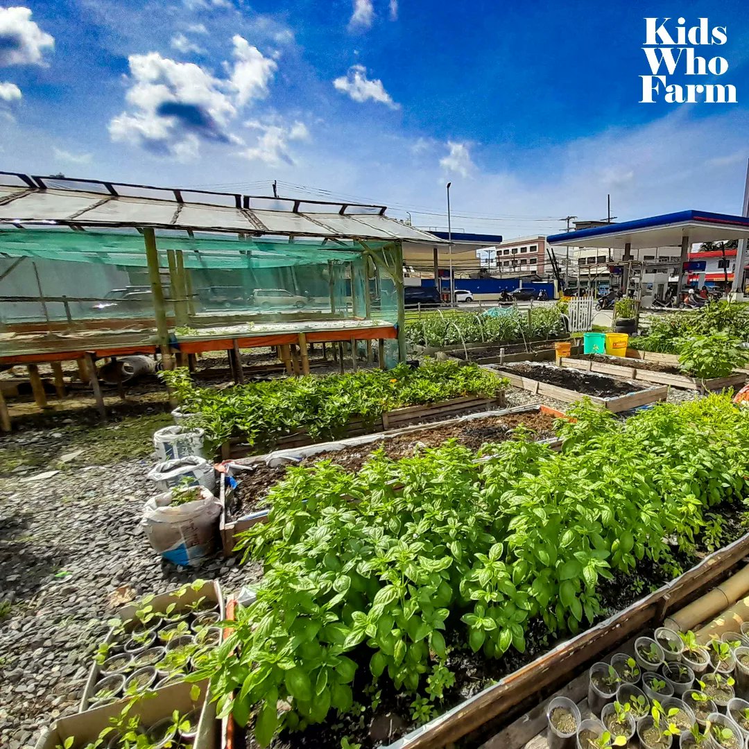 kidswhofarmph's tweet photo. The Kids Who Farm Microfarm view on the last day of 2022! Urban food production is doable!
#ZeroHungerMicrofarm
#YouthForAFoodSecureFuture
#LocalFoodSecurity https://t.co/Ti4gW8sDNL