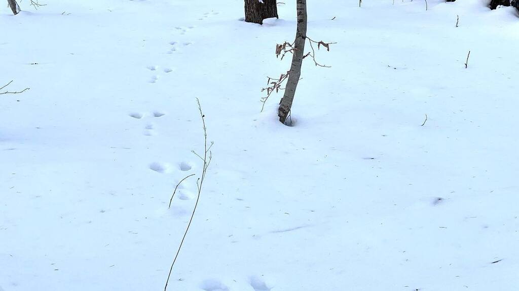 Shingo Potier ポチエ真悟 tweet media