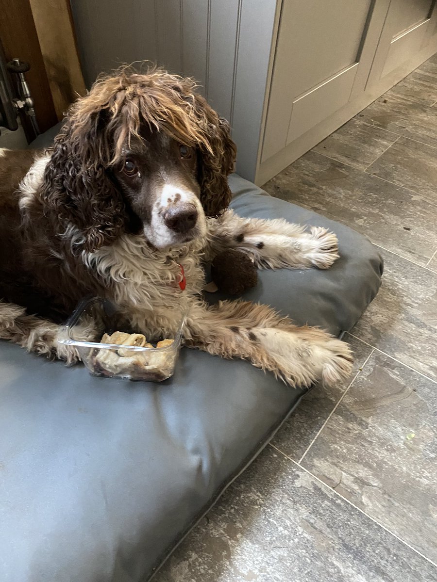 SpanielsSuper's tweet photo. Another day another drug smuggling mission!
What’s she trying to tempt me with today 🙄
Oh!😋
Sausage rolls, crispy bacon &amp; fried bread?
Mum that’s not fair😔
Too tempting!
Ok you win… I won’t pick the tablets out this morning…
But I expect this every day☺️
#OrElse #NotFairMum https://t.co/zwyZxJNlu5