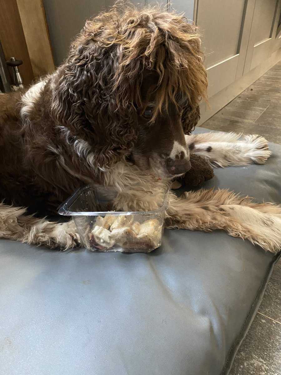 SpanielsSuper's tweet photo. Another day another drug smuggling mission!
What’s she trying to tempt me with today 🙄
Oh!😋
Sausage rolls, crispy bacon &amp; fried bread?
Mum that’s not fair😔
Too tempting!
Ok you win… I won’t pick the tablets out this morning…
But I expect this every day☺️
#OrElse #NotFairMum https://t.co/zwyZxJNlu5