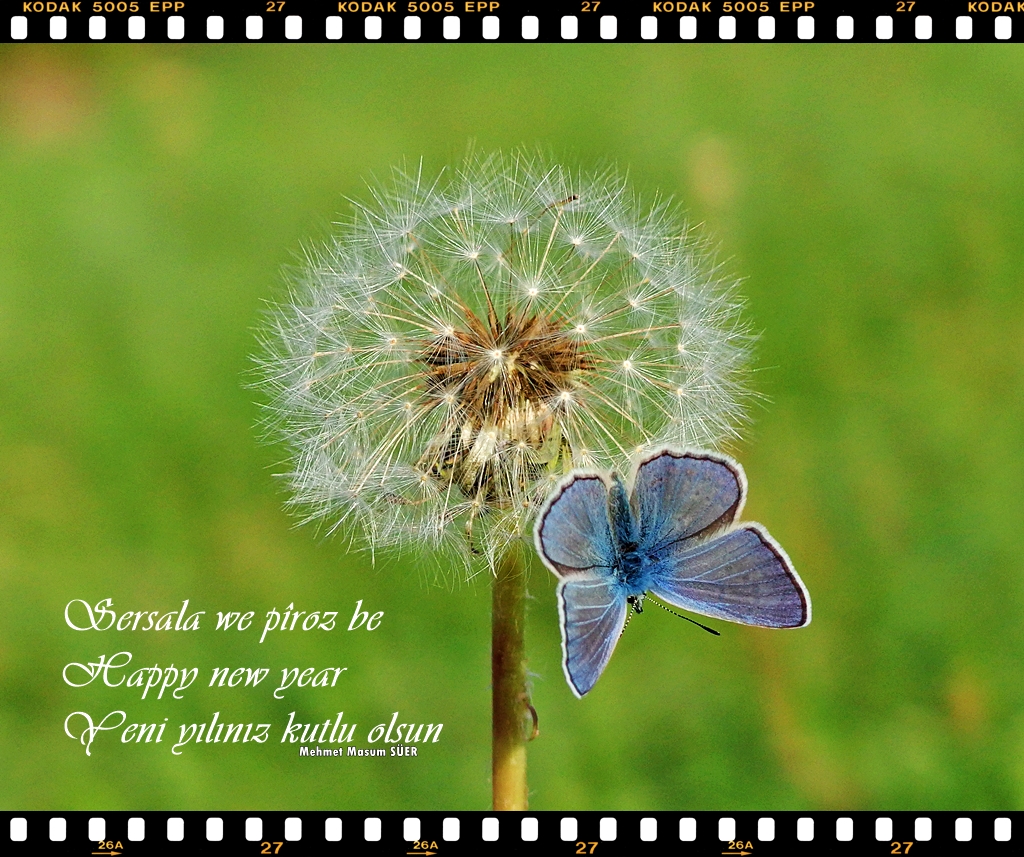 masumsuer's tweet photo. Sersala we pîroz be! #diyarbakir #butterfly #butterflies #hevsel #animals #newyear2023 #sersal #sersale #yilbasi #noel #christmas #photo #macro #macrophotography #masumsuer #HappyNewYear2023 #HappyNewYear https://t.co/HPdZtBhzQH