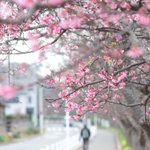 ツイートに含まれる画像