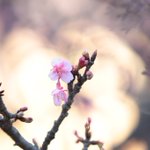 ツイートに含まれる画像