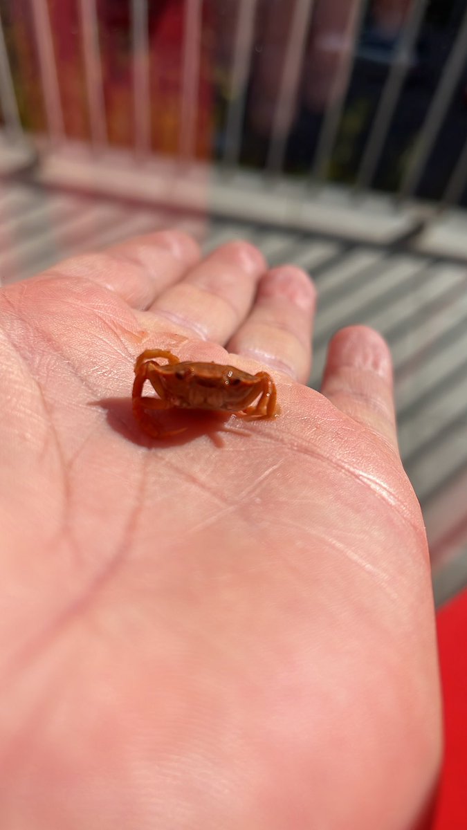 Hola <a href="/Mercadona/">Mercadona</a> me ha salido esto en una de vuestras latas de berberechos, para la próxima os informo que prefiero el bogavante, gracias! 😅