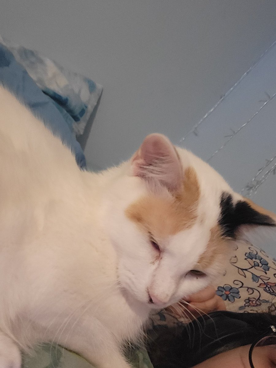 JoseTheCreator2's tweet photo. @mvjiika My cat is an absolute menace, everyone will love her

(((She does bite tho))) https://t.co/rxY9A6AKZ9