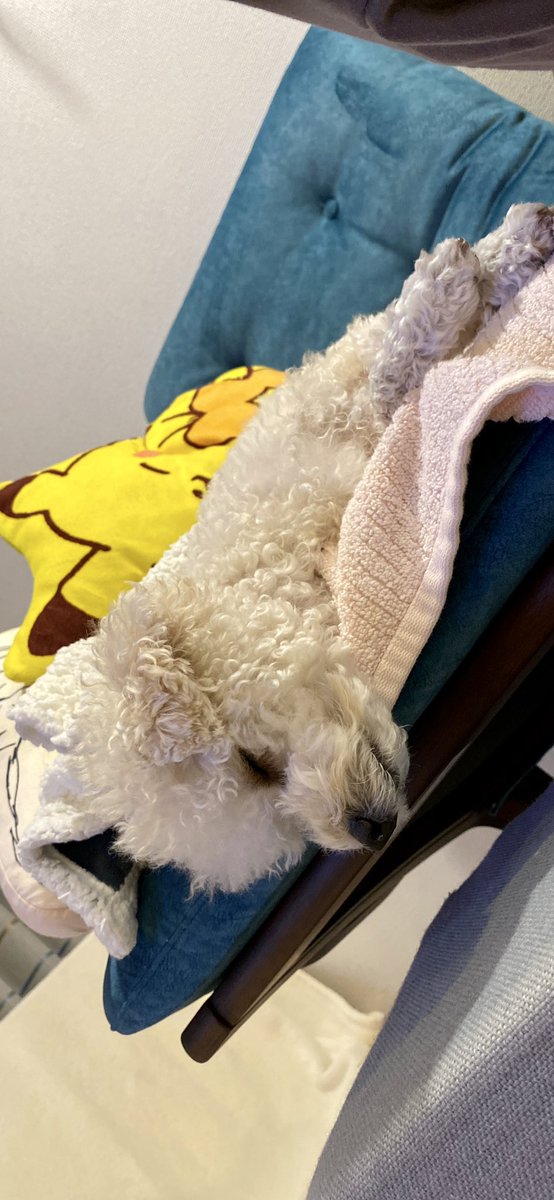 ラテさんはぐっすり夢の中です🐶💤
このまま年越しかな🤭
ソファーで寝てるとだんだん顔を外に落としてだら〜んてするので、いつも首が心配になって戻しちゃう💦