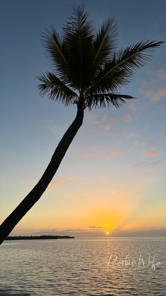 barbiedoll_eyw's tweet image. The leaning tree is a perfect example for 2022, you can weather the storm and still come out strong! Have a safe and happy new year! Blessed beyond words #KeyWest #Sunrise 🎊🥳🙌🏻