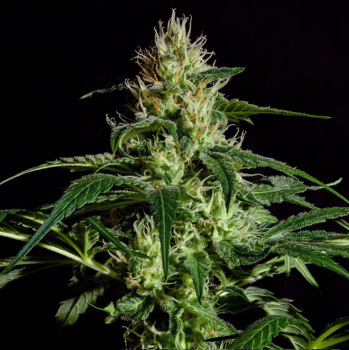 weedeoman's tweet photo. Guten Rutsch, lieber #Weedmob!
2023 muss mindestens die Entkriminalisierung kommen! https://t.co/6ar4pw9WsA