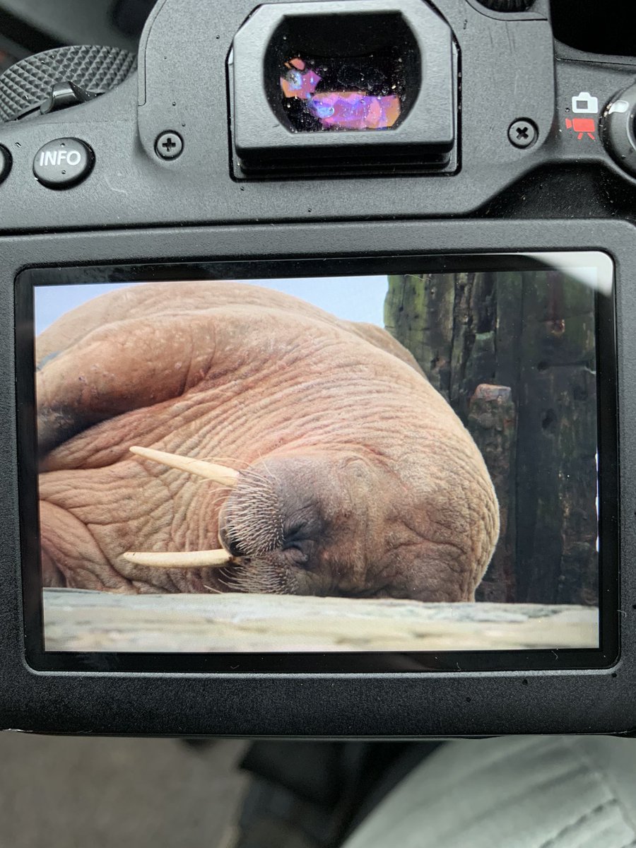 Weekendbirder's tweet image. Thor having a nap this morning