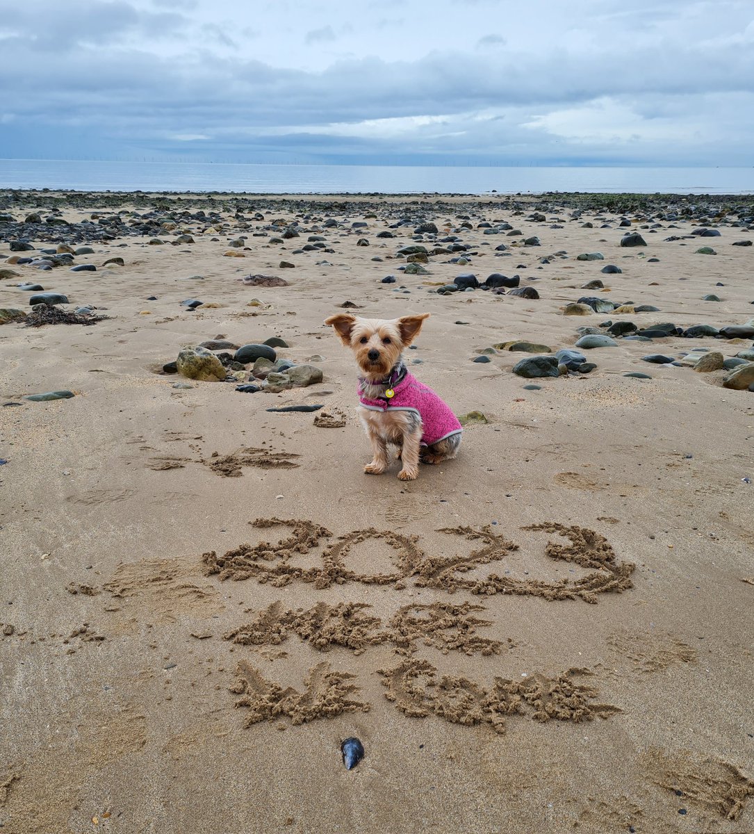 LyndseyCHP's tweet photo. #2023herewecome #adventurescontinue #llandudno #silkyyorkie https://t.co/5kOmZlhZBu