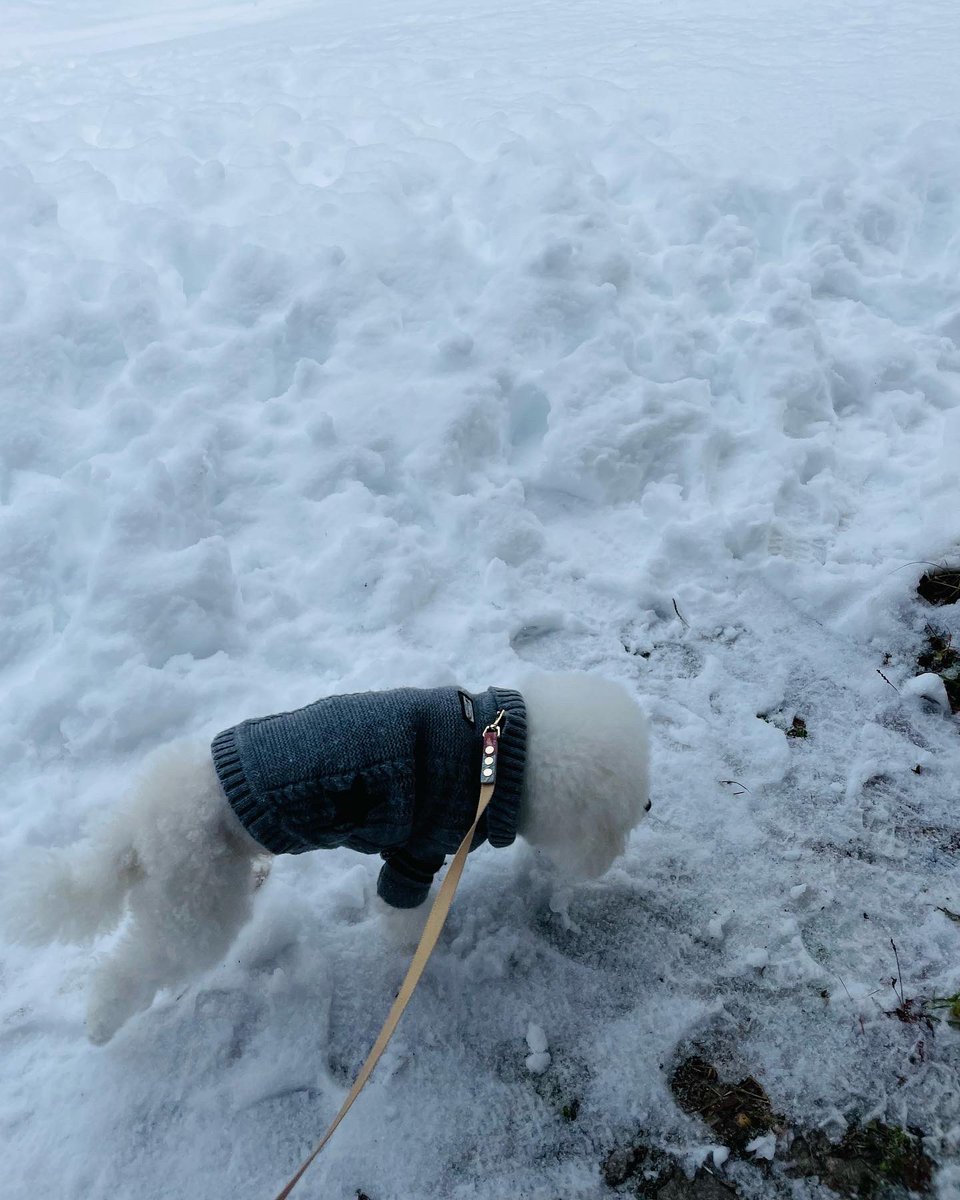 yukimaruuuu4's tweet photo. ゆきのゆきまる〜❄️

みなさま良いお年を🐶

#ビションフリーゼ
#ビション
#bichonfrise
#bichon
#dogstagram  #bichon_love  #bichon_life #もふもふ　#いぬのいる暮らし  #しろ命　#もふもふ部　#いぬすたぐらむ   #いぬの気持ち #アフロ犬　#わんこのいる生活　#癒しわんこ　#寂しんぼ https://t.co/Nd0WCxJj0p