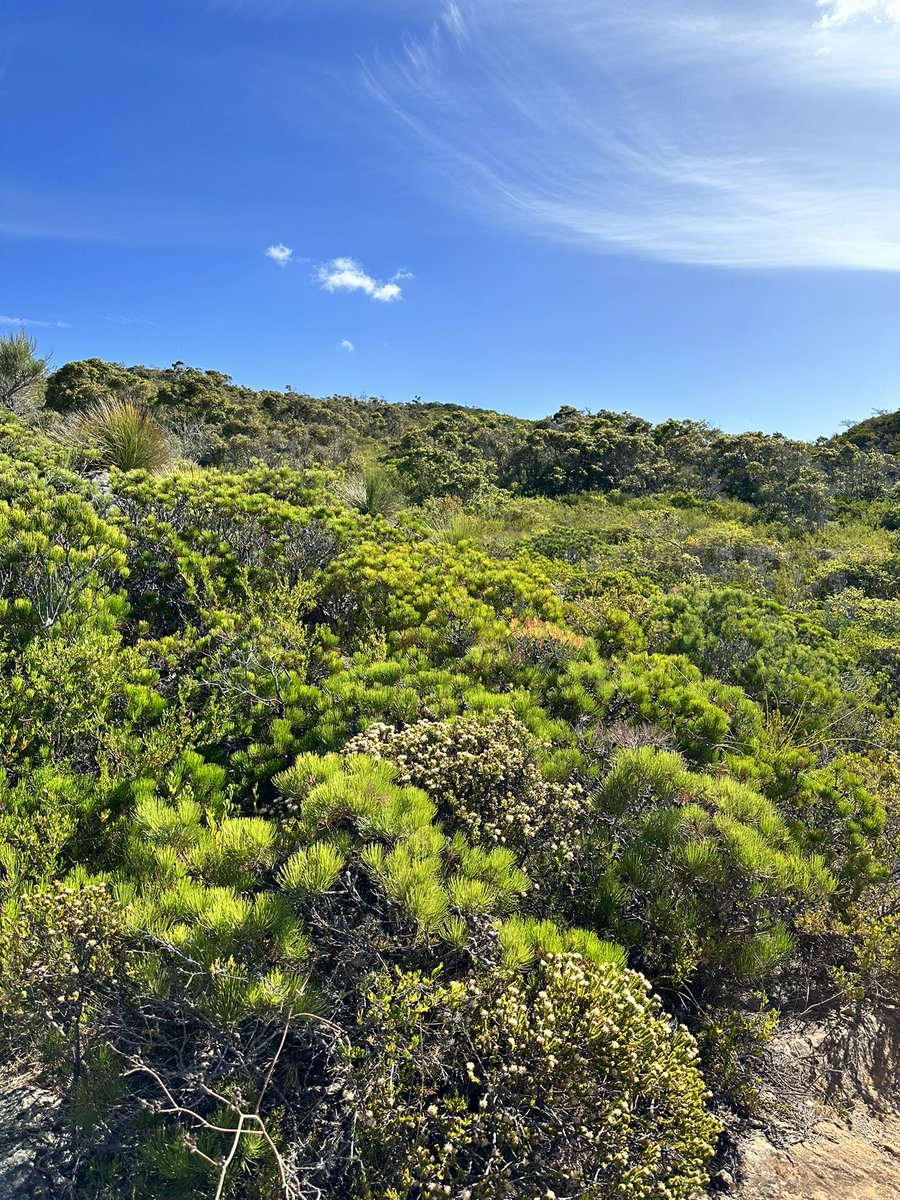 lost_in_botany's tweet photo. Walked through the #Calothamnus graniticus subsp. leptophyllus shrublands for NYE, this priority 4 species makes up the “Calothamnus graniticus heaths on south-west coastal granites” Threatened ecological community only found in the Meelup regional park. https://t.co/Mzz9o68UxZ