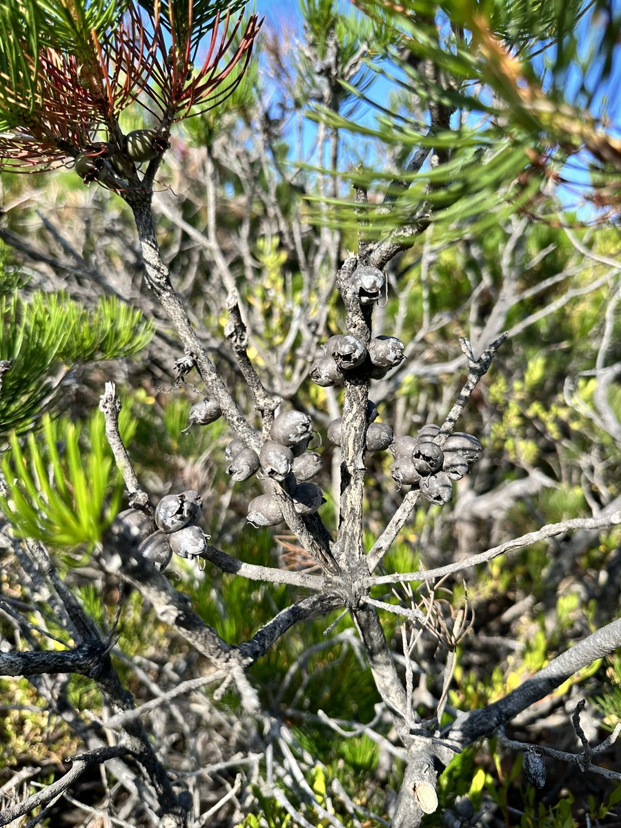 lost_in_botany's tweet photo. #Calothamnus graniticus subsp. leptophyllus #Myrtaceae is a priority 4 species found in relatively isolated populations from Perth down to this small patch in the Meelup region park, where they form this community only seen here! https://t.co/Ar16YXyElD