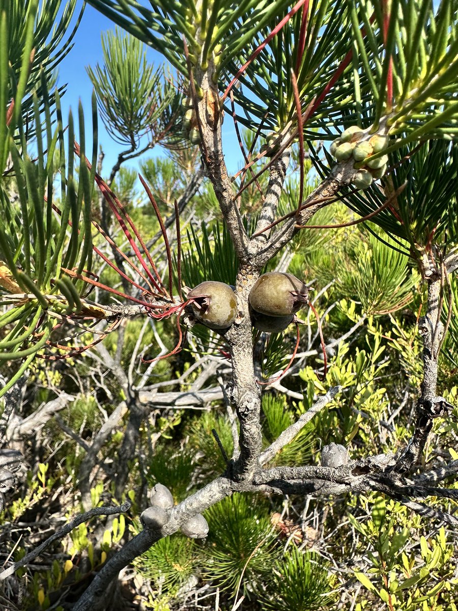 lost_in_botany's tweet photo. #Calothamnus graniticus subsp. leptophyllus #Myrtaceae is a priority 4 species found in relatively isolated populations from Perth down to this small patch in the Meelup region park, where they form this community only seen here! https://t.co/Ar16YXyElD