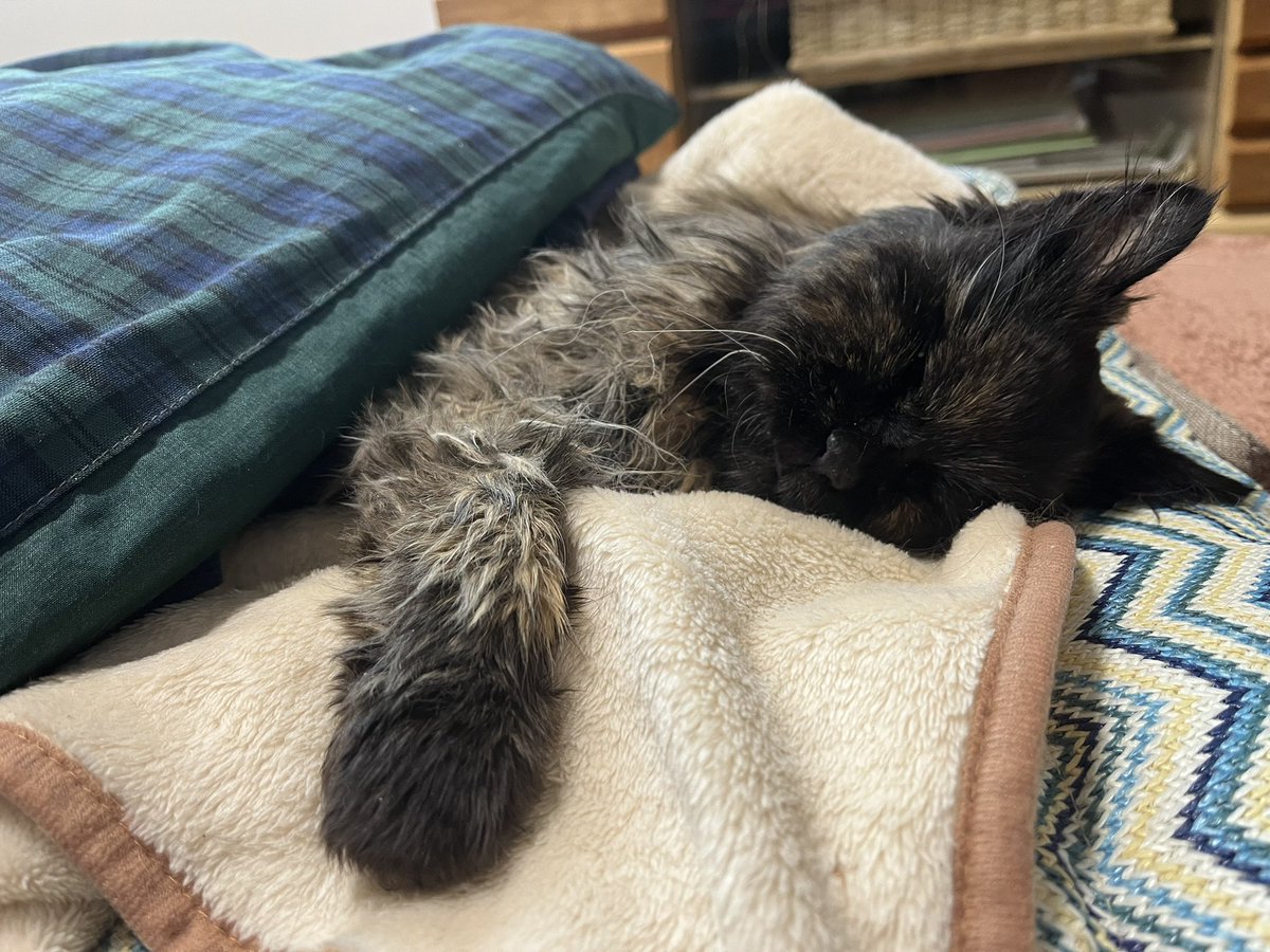 Watage826's tweet photo. 実家のねこは水も飲まなくなり ただただ精一杯呼吸をするのみだけど それだけでも嬉しい。母が帰ってきたのでいったんおうちに帰って わたげの元に向かいます🐈 ねこに囲まれる生活を味わえるわたしは本当に幸せ者。明日また朝イチで戻ってくるね。 https://t.co/8ObH8AqFpQ