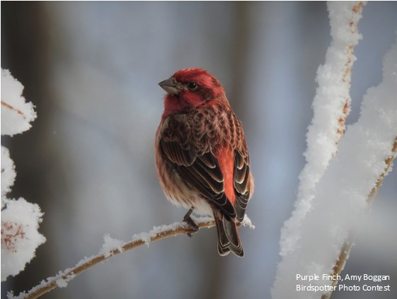 Happy New Year from the whole flock at WBU Guelph!🎉🍾  We close early today at 4pm &amp; will be closed on New Year's day. We return to regular hours on January 2 &amp; look forward to helping you feed and enjoy the birds in 2023!!😊🐦💕 #happynewyear