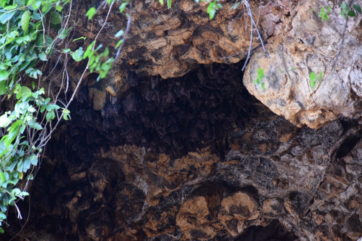 NomadicBrits's tweet photo. The Very Small But Impressive Bat Cave - https://t.co/n5mlyU9xPX
#travel #lookatourworld #travelbloging #travelbloggers #bali #batcaves https://t.co/uVDCJmfFpd