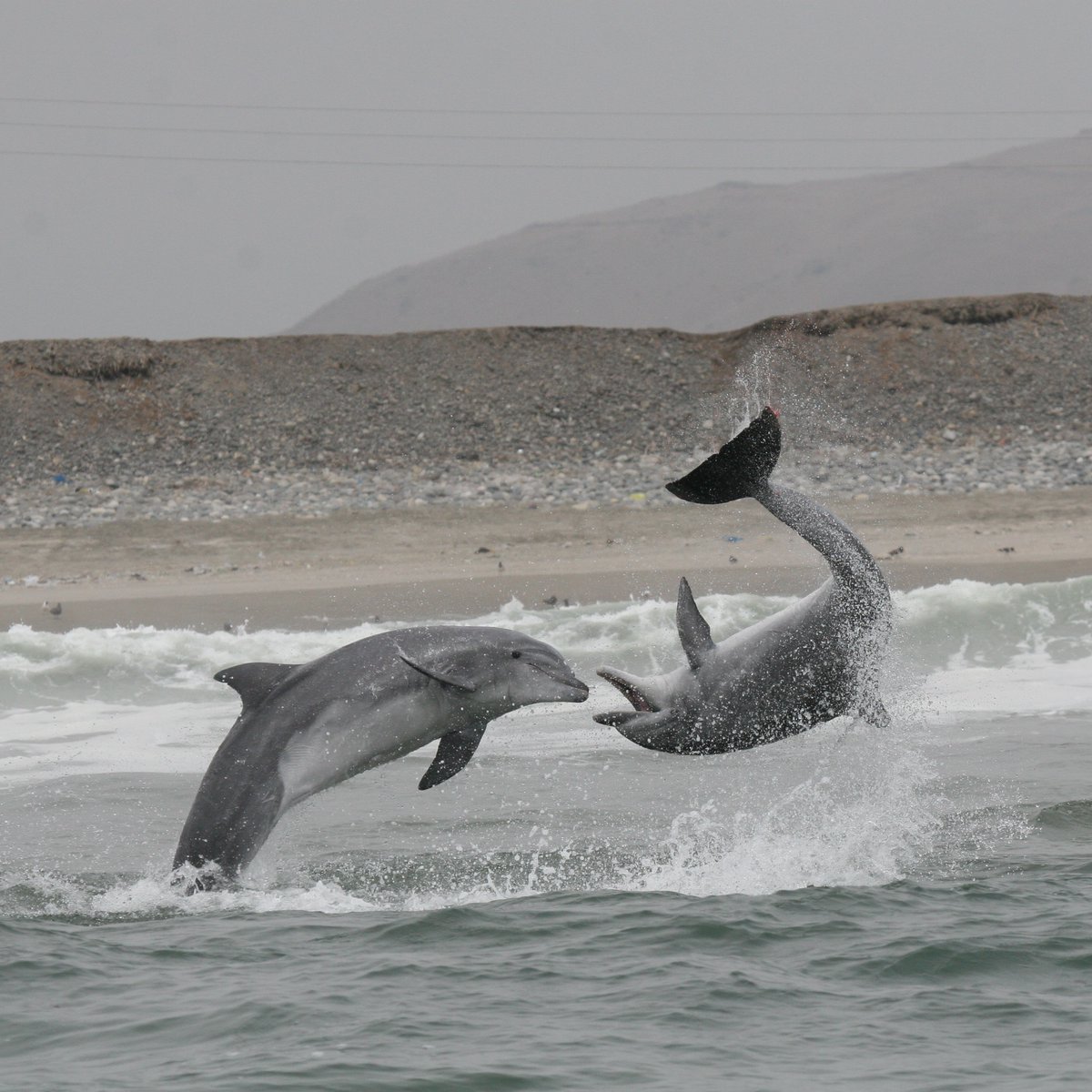 FinsandFluke's tweet photo. Dolphin_Project: Want to be a part of #TeamDolphinProject in 2023 as a volunteer activist? Check out our volunteer opportunities at https://t.co/R2H51LLwvu ๐ฌ!
#DolphinProject https://t.co/CsOiaz3o5T